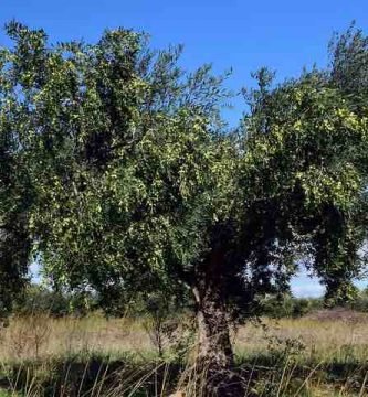 Poda del olivo